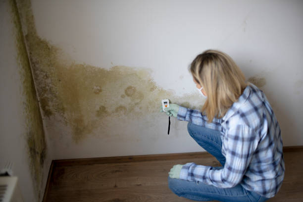 young woman measures the humidity on a wall with a lot of mold in an apartment