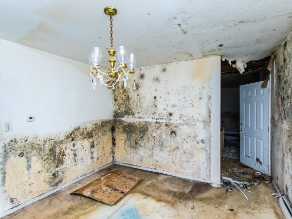A severely damaged room showing extensive black mold growth covering the walls and ceiling, with damaged flooring, debris scattered around, and a chandelier still hanging despite the deteriorated conditions.