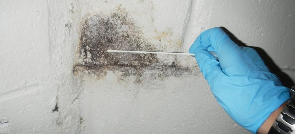A person wearing blue protective gloves is using a white swab or sampling tool to collect a sample from black mold growth on a white wall corner.